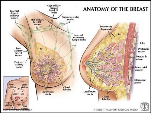 Breast tissue  definition of Breast tissue by Medical dictionary
